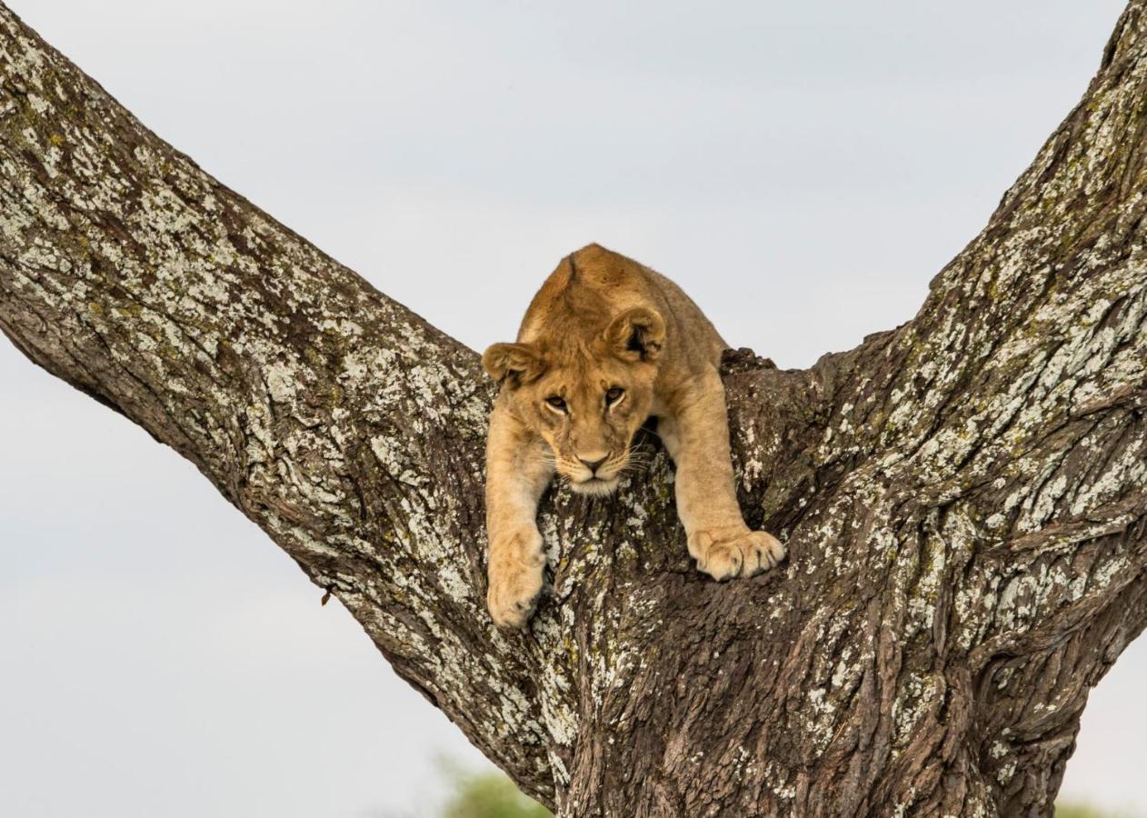 Melia Serengeti Lodge Member Of Melia Collection Экстерьер фото