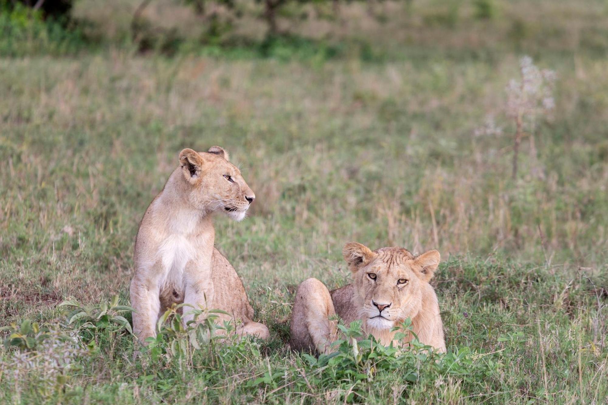 Melia Serengeti Lodge Member Of Melia Collection Экстерьер фото