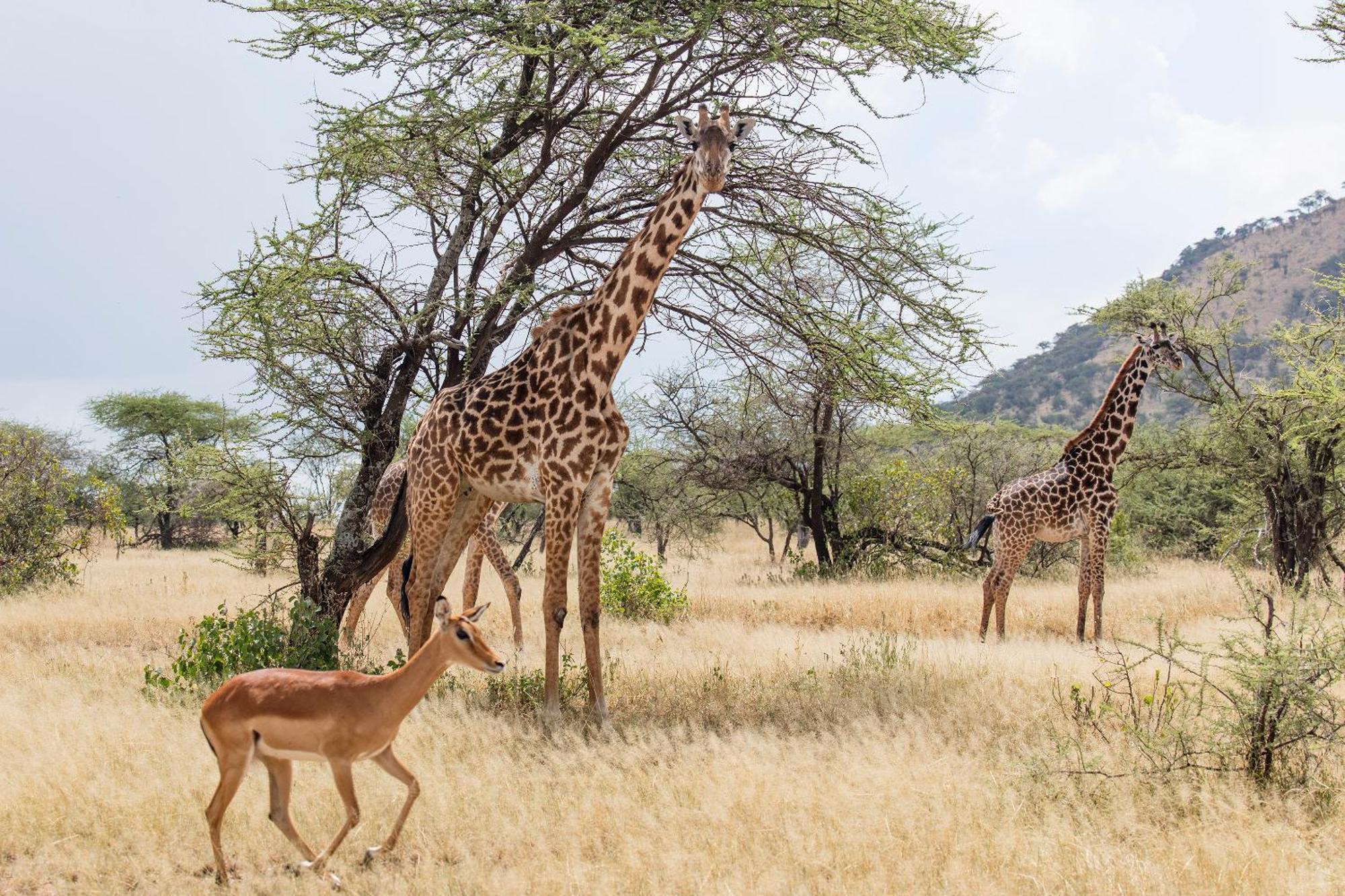 Melia Serengeti Lodge Member Of Melia Collection Экстерьер фото
